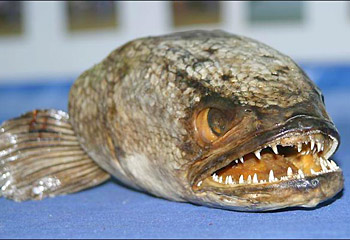 snakehead-fish.jpg