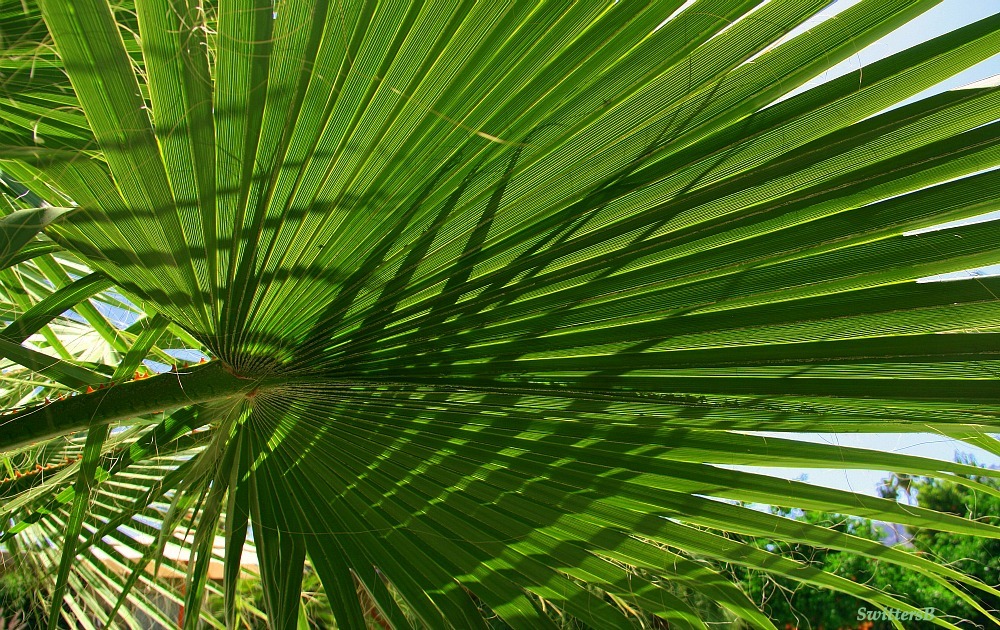Palm Fronds Palm fronds are somewhat