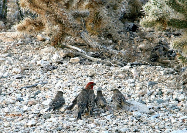 photography-finches-birds-Mojave Desert Knoll-SwittersB