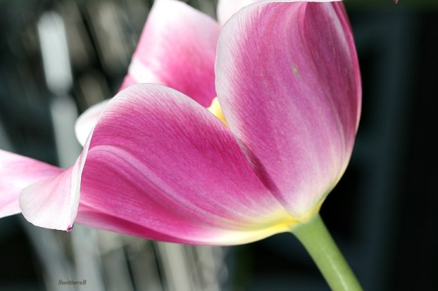Photography-macro-pink flower-SwittersB