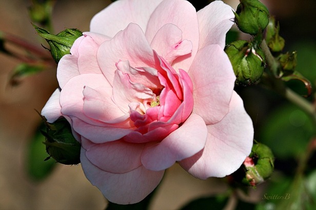 pink petals, rose, tribute, morning light, macro, photography, SwittersB