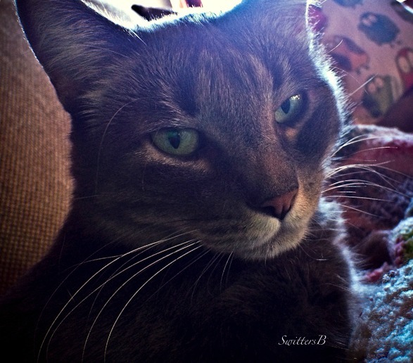 Cat--Penny the Cat-pets-Tabby-photography-SwittersB