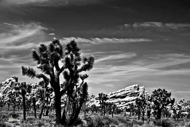 Joshua Tree-Rock formations-nature-desert-photography-SwittersB