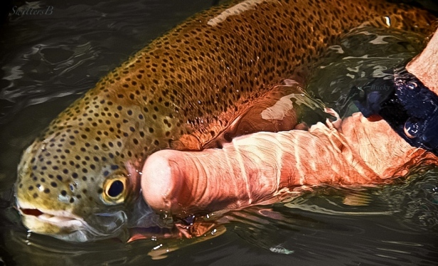 Trout-release-photo-water-fly fishing-Oregon-SwittersB
