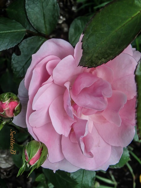 pink rose, Portland, Oregon, SwittersB