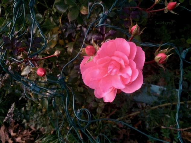 Pink Rose-December-Xmas lights-SwittersB
